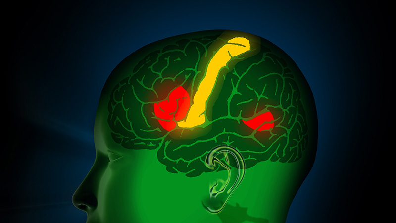 Cortical Mapping